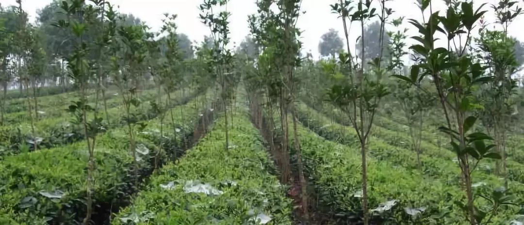 茶树开花太多怎么处理,茶树开花什么原因