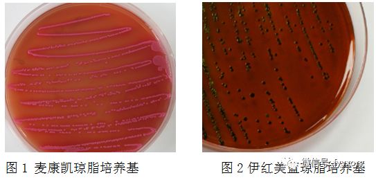 鹅大肠杆菌怎么预防,鹅预防大肠杆菌最有效的方法