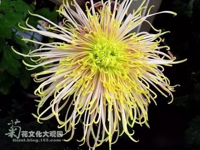 80种最美菊花高清图片,最具欣赏价值的菊花