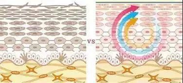 神奇绵羊油,润肤用的绵羊油