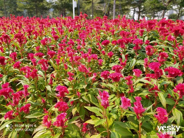 荣耀8x和play3哪个拍照好,荣耀play3和畅享10拍照