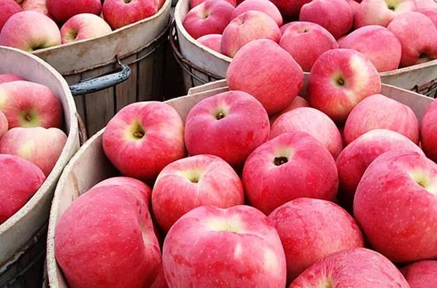 苹果甜不甜记住这几点就行,判断苹果甜不甜的方法