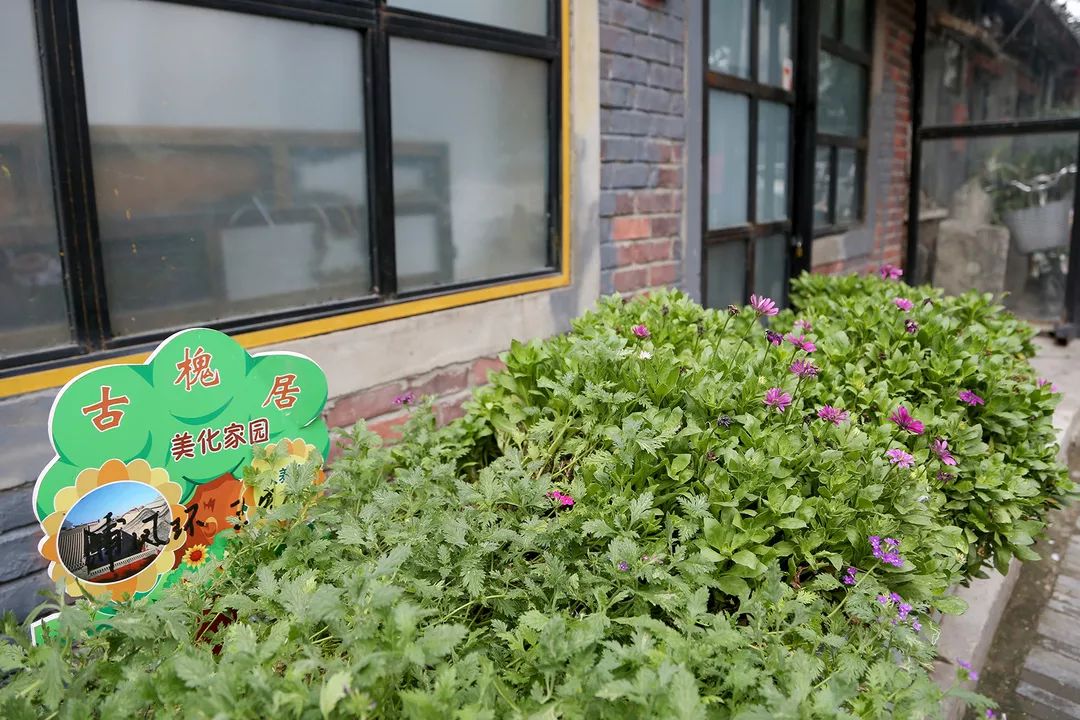 今年全市739条背街小巷花团锦簇（下）