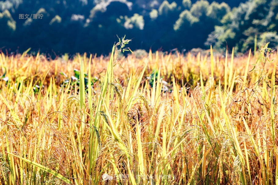 打卡中国第一高塔600米小蛮腰,打卡光明四大网红桥
