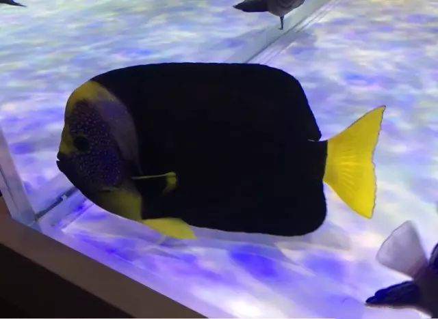 fot多大缸,fot高缸