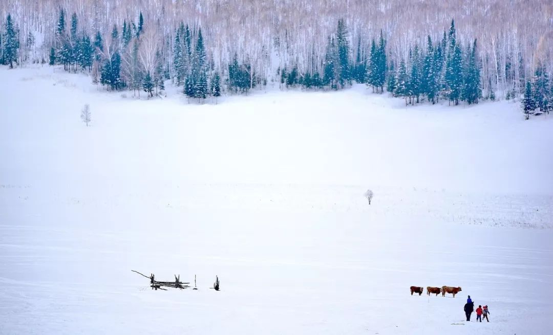 冬天的新疆喀纳斯,冬天是去伊犁还是喀纳斯