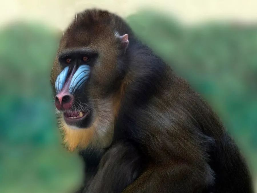 鱼撞脸的搞笑瞬间,鱼撞脸视频大全