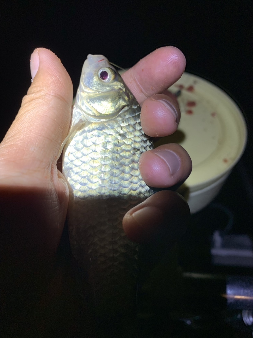 新竿开光有什么讲究,新竿开光爆护