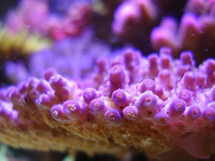 玩海缸需要哪些设备,玩海缸很难吗