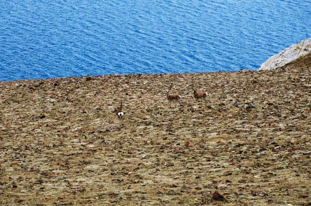 糟了，明天要上班了！我脑子里全是山南的措