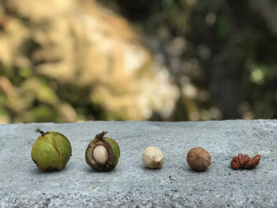 好好剥正宗临安山核桃,临安山核桃什么时候最好吃