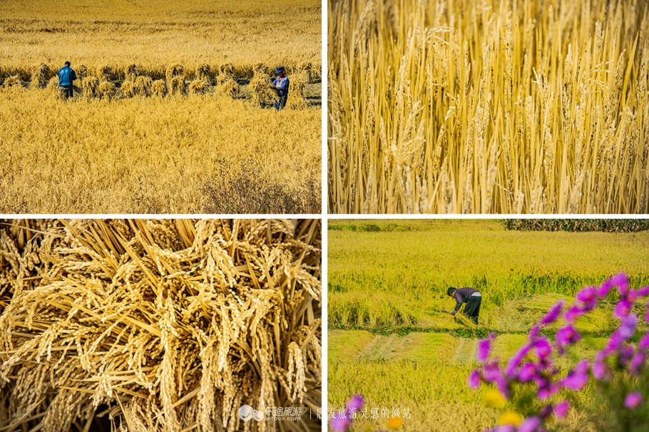 中华枫叶大道沿途风景区,中华枫叶大道红了吗