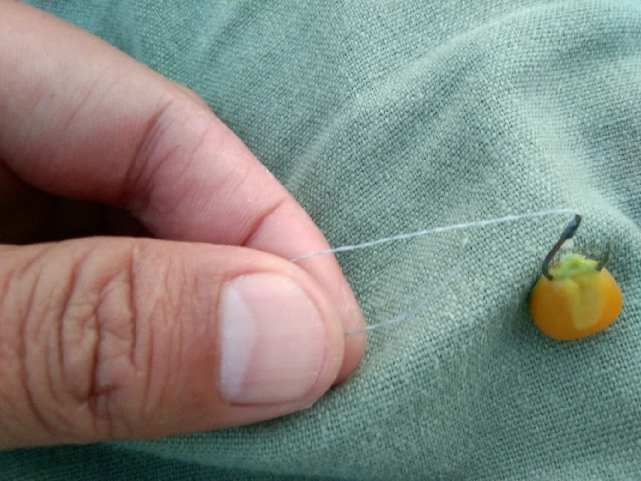 淡水白鲳秋天怎么钓,串钩钓淡水白鲳