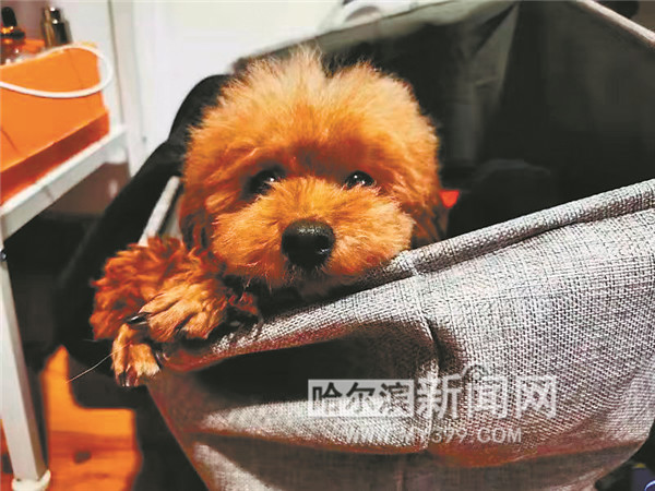 带边牧出门遛弯遇到其他狗,边牧带泰迪开门逃跑