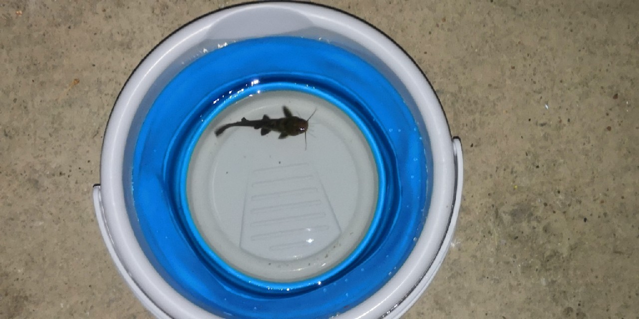 入坑第一天钓鱼,入坑一年所钓的鱼种