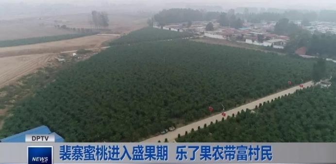 超早红蜜桃糖度是多少,四川春雪蜜脆蜜桃糖度