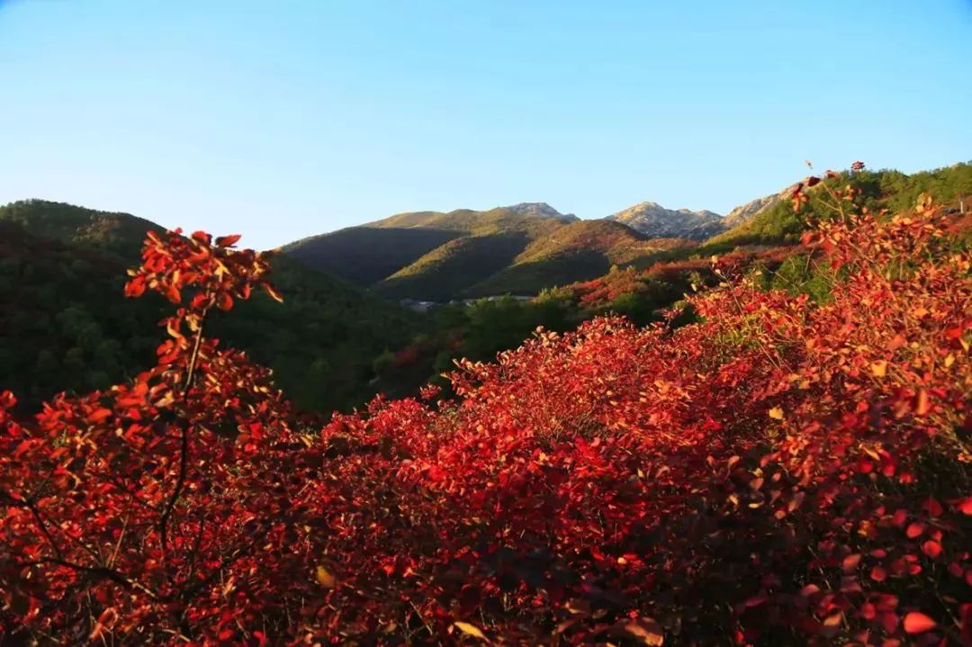 宜昌看红叶最佳地点,宜昌红叶最佳地点