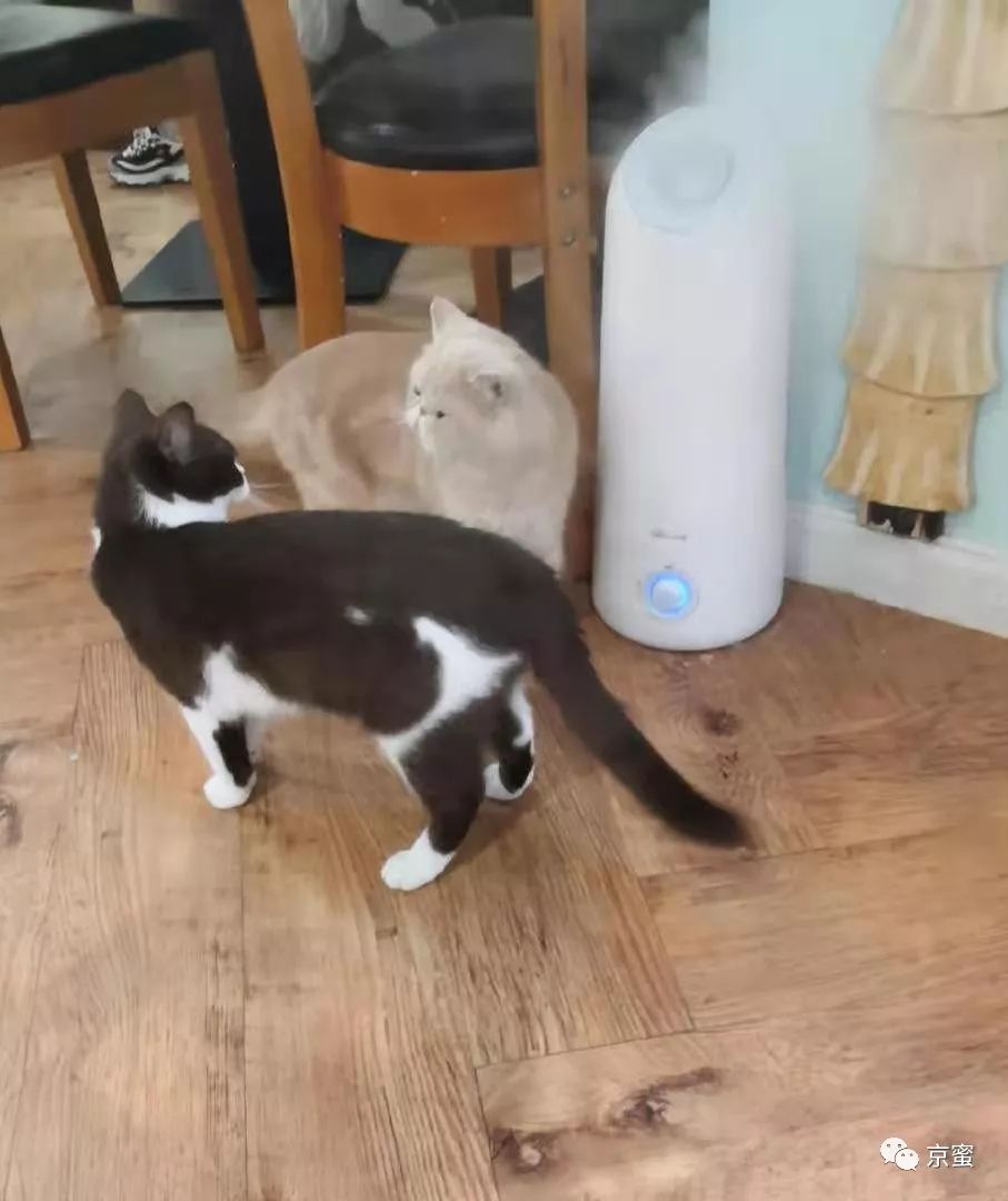 北京大型撸猫馆推荐,三里屯撸猫的地方