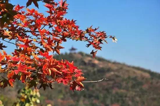 赏红叶地方,赏红叶最佳旅游地