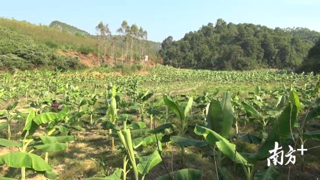 乡村振兴一户一块田,如何做到丘陵乡村振兴