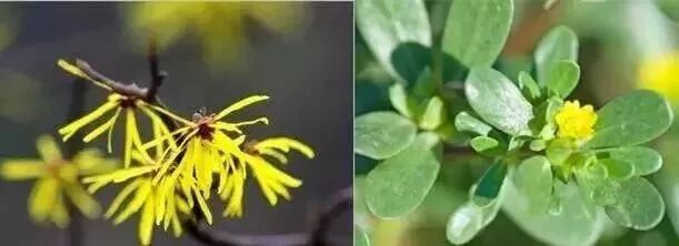 草莓鼻去黑头好物推荐使用,草莓鼻去黑头导出液