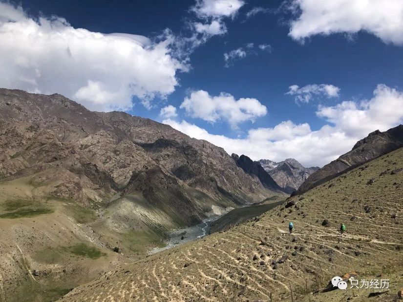 博格达雪莲,博格达天山雪莲