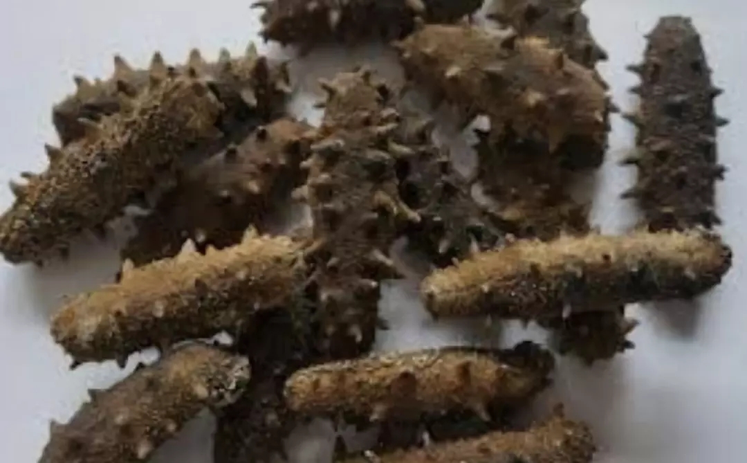 加拿大海参购买,购买加拿大海参