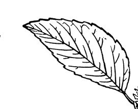 长黑头粉刺该怎么快速去除,鼻子上的黑头特别多该怎么去除