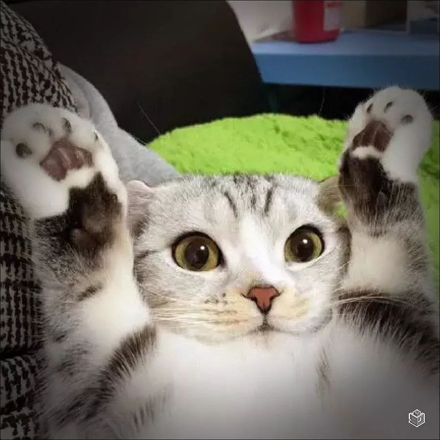 猪肉涨价了90后一次囤10斤排骨,猪肉价格上涨消费者消费转移