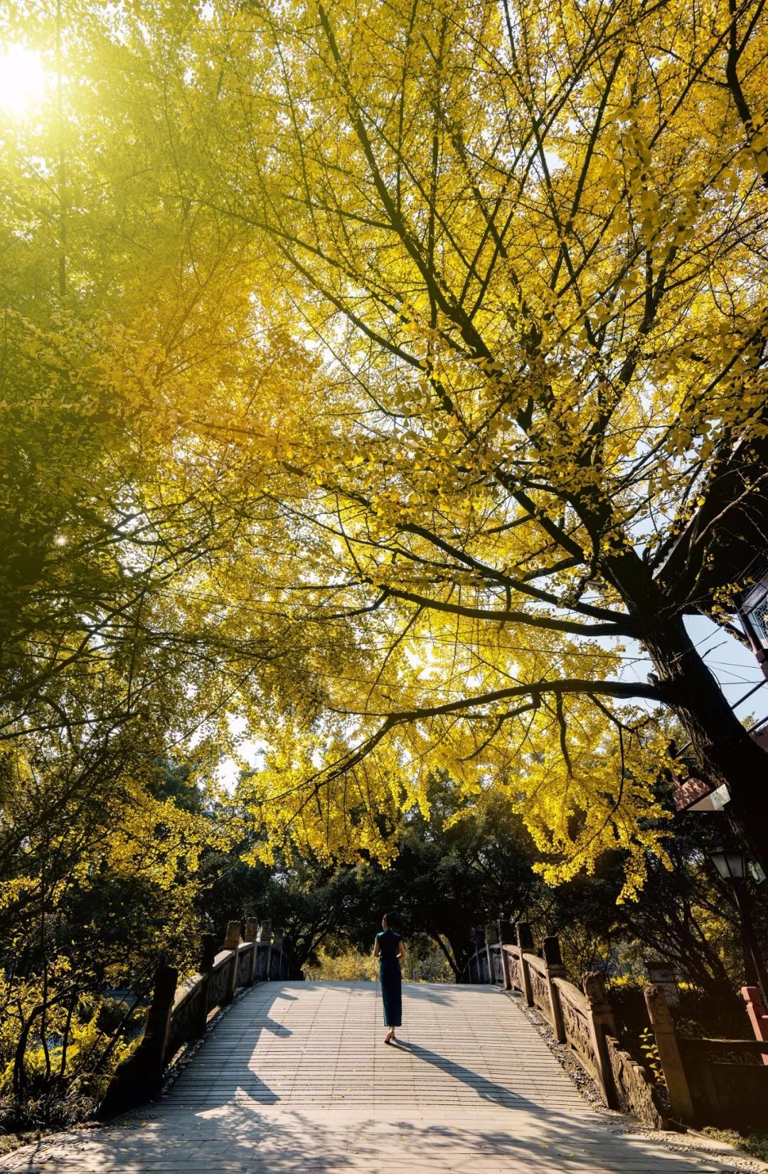 粉黛乱子草网红打卡地成都免费,美到炸网红粉黛乱子草就在双流