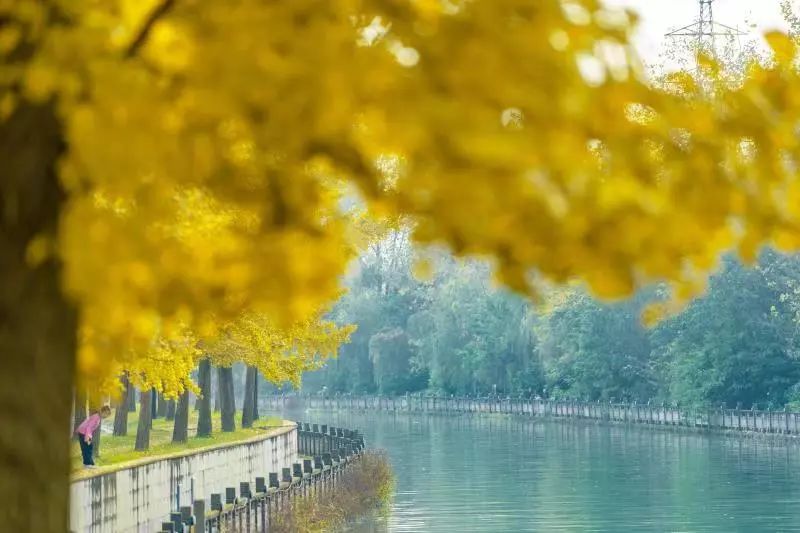 粉黛乱子草网红打卡地成都免费,美到炸网红粉黛乱子草就在双流