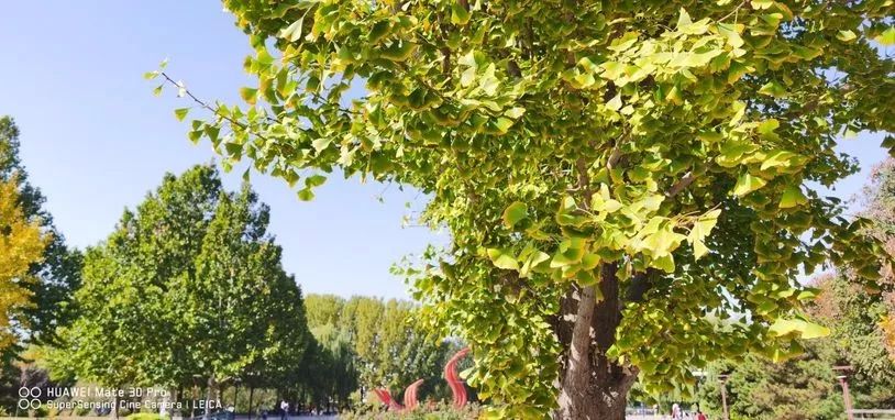 华为mate40pro和mate30pro5g,华为mate30pro5g版刷保时捷系统