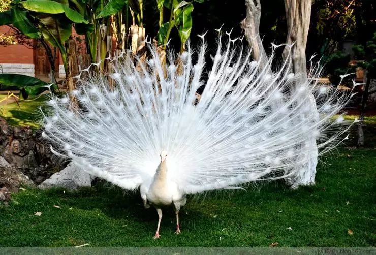 黄石赏菊,黄石哪里可以赏菊