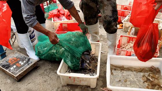 小港码头有蛏子吗,小港码头吃海鲜俱乐部电话