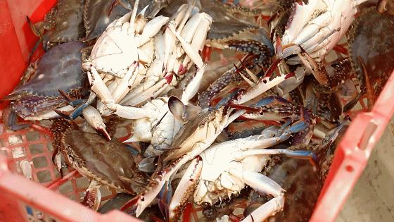 小港码头有蛏子吗,小港码头吃海鲜俱乐部电话