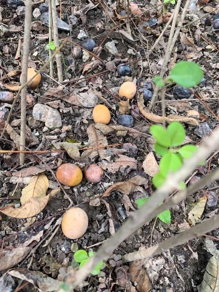 桂林特产野生果,广西桂林冬天山上的野果