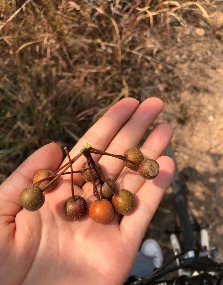 桂林特产野生果,广西桂林冬天山上的野果