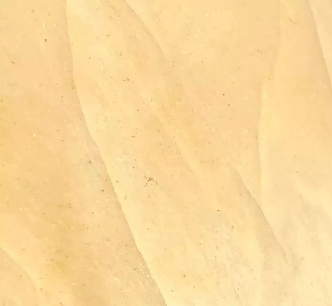 澳皙可涂抹面膜,澳皙可海藻面膜适合什么肤质