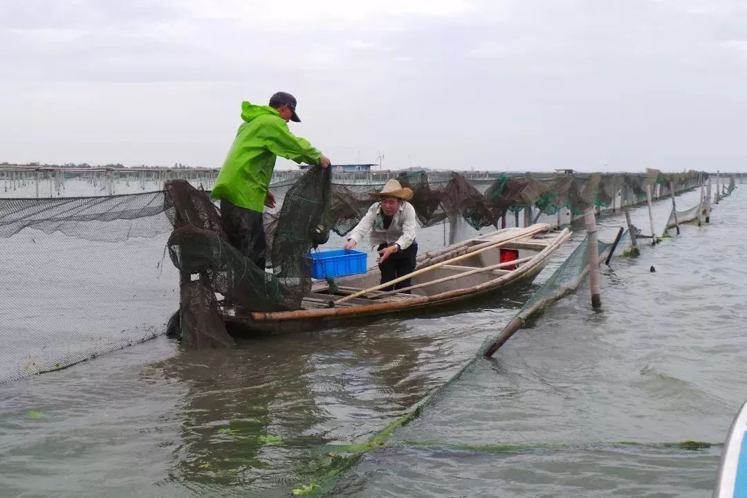阳澄湖大闸蟹流黄,阳澄湖大闸蟹几月份吃最好吃