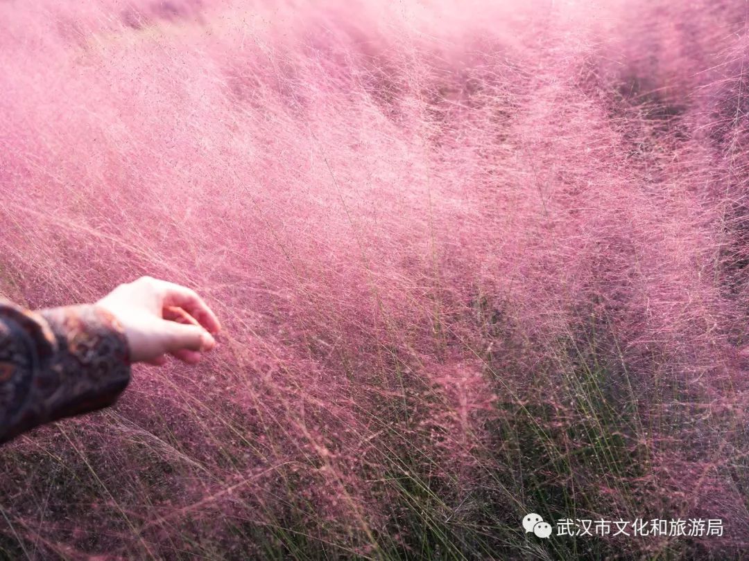 所有女生！江滩“上新”了秋游好去处