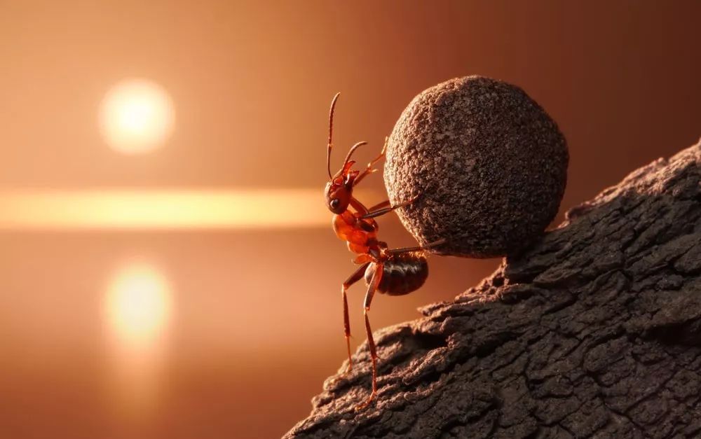 2B的“蚂蚁军团”，2C的“马太效应”