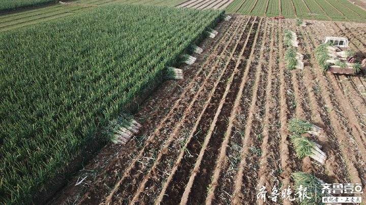 章丘大葱的现状,大葱突然下跌是什么原因