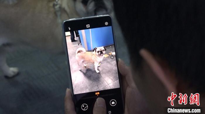 贵阳犬牌怎么扫二维码,贵阳网上怎么申请犬证