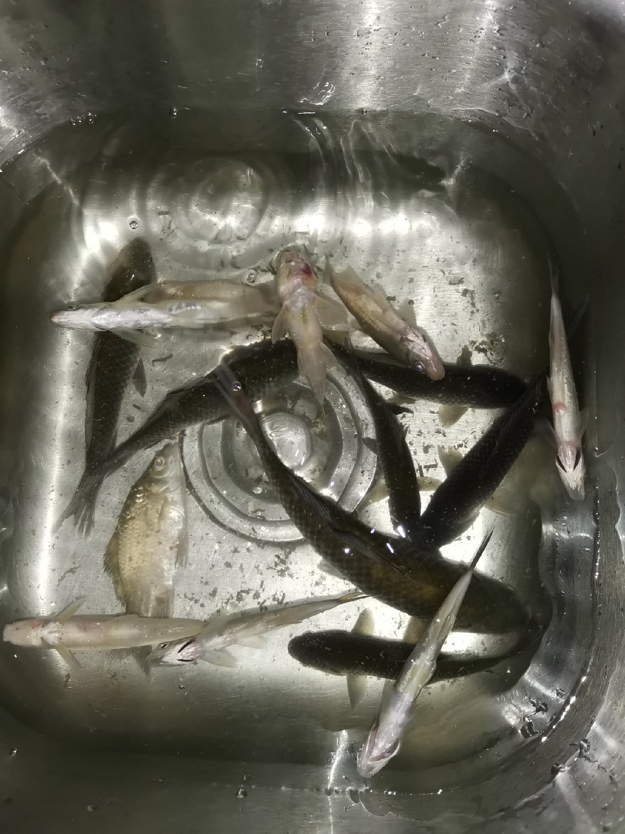 红虫有毒吗？用红虫挂饵应该注意什么？