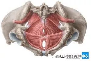「产后康复」产后耻骨联合分离、耻骨疼痛的原因、诊断与康复方法