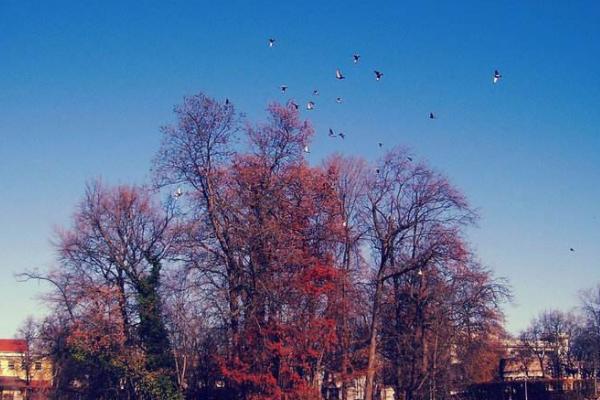 咨询意大利留学签证,意大利签证如何办理准生证