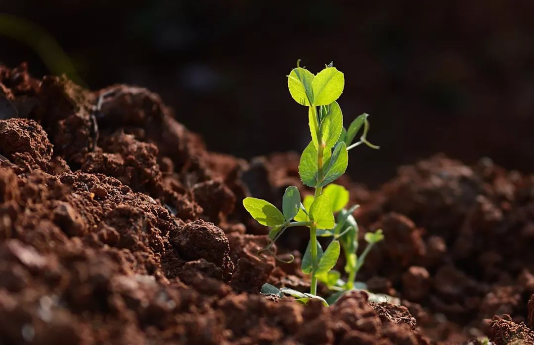 那些发芽的食物还能吃吗,发芽的食物不能吃一文告诉你真相