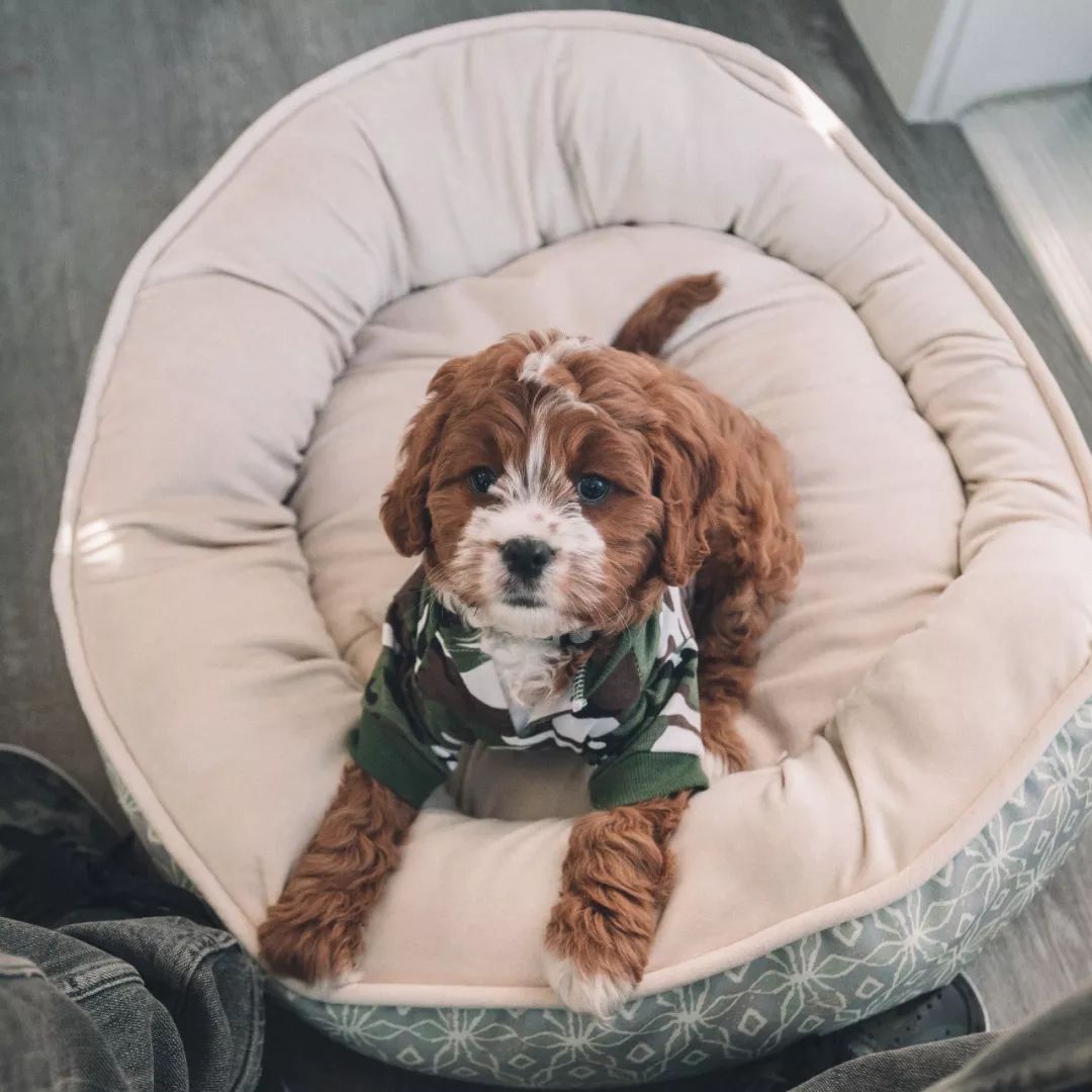 狗狗不定点排便怎么办,狗狗定点排便剂怎么用