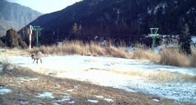 艺高胆大的动物是什么,艺高胆大什么生肖动物