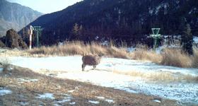 艺高胆大的动物是什么,艺高胆大什么生肖动物